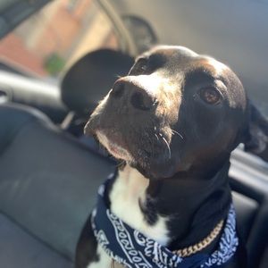 Meet your Posher, Ricky